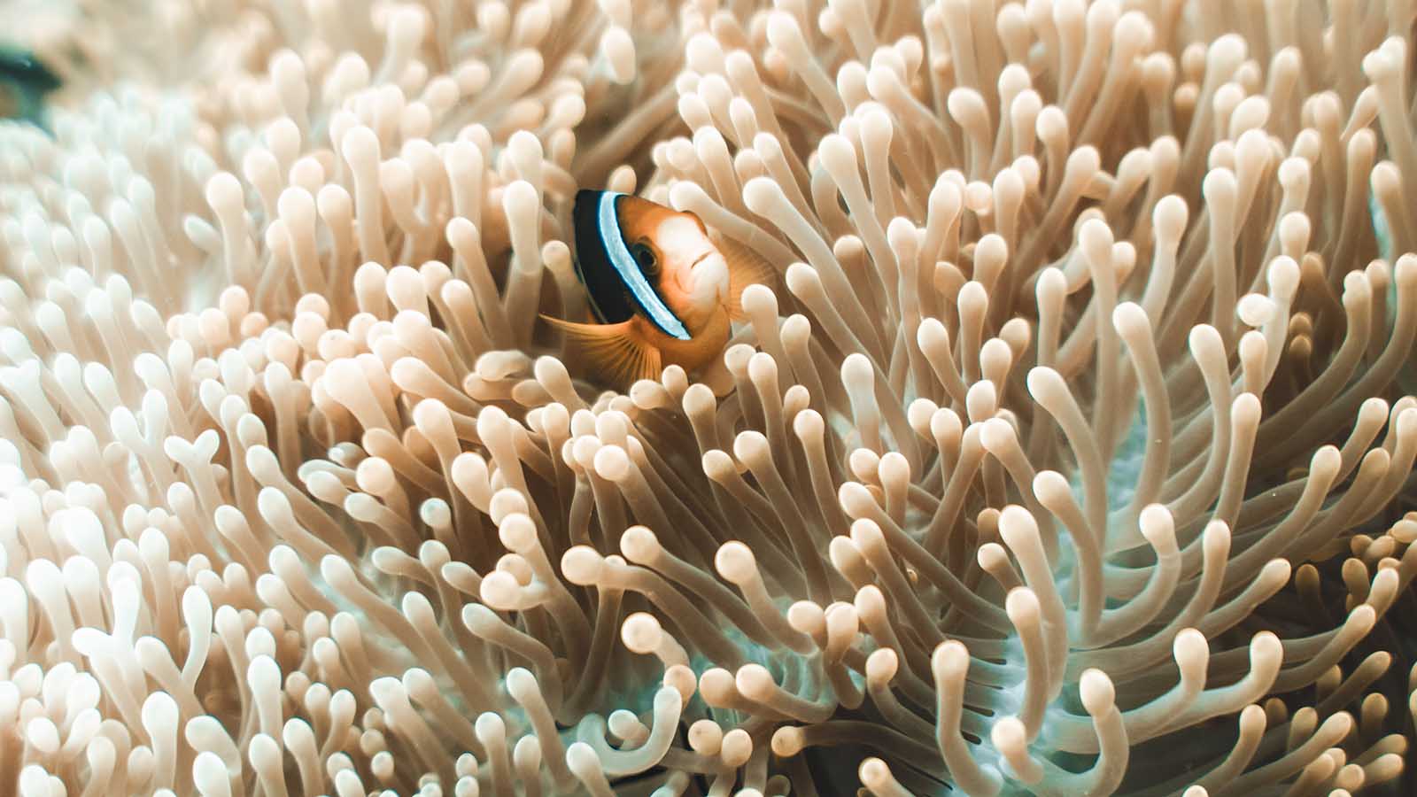 kuredu_island_resort_maldives.jpg
