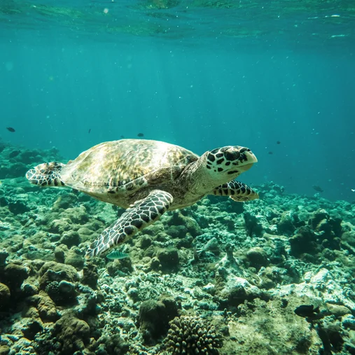 Constance-Moofushi-Diving-02.webp